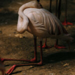 Web_Kneeling flamingo_2026_c_Stelios_Kallinikou